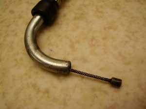 `Cm/ choinori  ANZC[ CZ41A-1036
