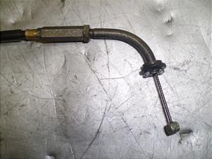 `Cm/ choinori  ANZC[ CZ41A-1555