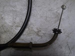 `Cm/ choinori  ANZC[ CZ41A-1107