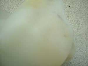 Xg[g}WbNU/STREET MAGIC/ TR50S/ Xg}W    IC^N CA1LB-1114