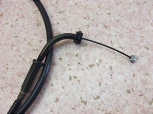 `Cm/ choinori  ANZC[ CZ41A-1199