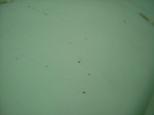 RH250 AtF_[ SJ11C-1020