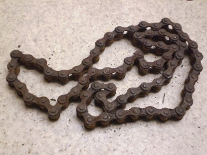 `Cm/ choinori  `F[ CZ41A-1786