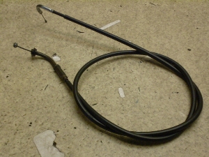 `Cm/ choinori  ANZC[ CZ41A-1786