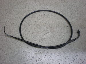 `Cm/ choinori  ANZC[ CZ41A-1389