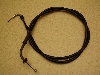 `Cm/ choinori  ANZC[ CZ41A-1036