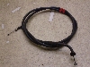`Cm/ choinori  ANZC[ CZ41A-1563
