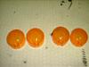 Bultaco/Lobito50/ u^R/ rg50  ECJ[YE/00G01702902