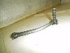 `Cm/ choinori  LbNy_ CZ41A-1354