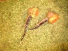 NAXN[s[50/ crea SCOOPY  tgECJ[E AF55-1062