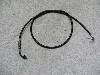 `Cm/ choinori  ANZC[ CZ41A-1482